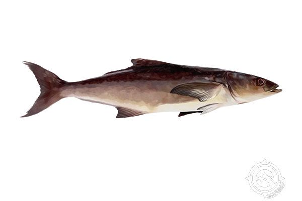 Cobia