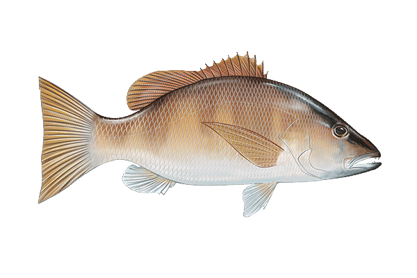 Grey Snapper