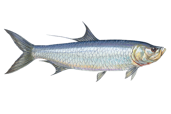 Tarpon