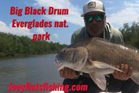 BIG Black Drum In The Everglades  @Joeyflatsfishing