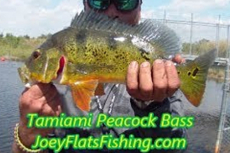 Butterfly Peacock Bass Fishing-Tamiami Trail JoeyFlatsFishing.com