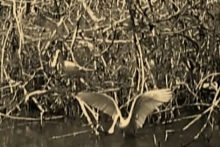 Tarpon Fishing  Flamingo Everglades Nat. Park JoeyFlatsFishing.com  2012