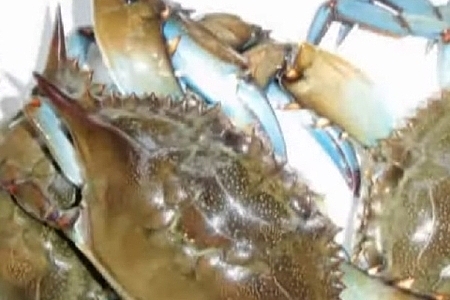Cooking  South Florida Blue Crabs Joeyflatsfishing.com 2012