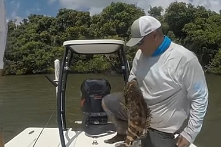 Nice Goliath grouper Everglades National Park @Joeyflatsfishing